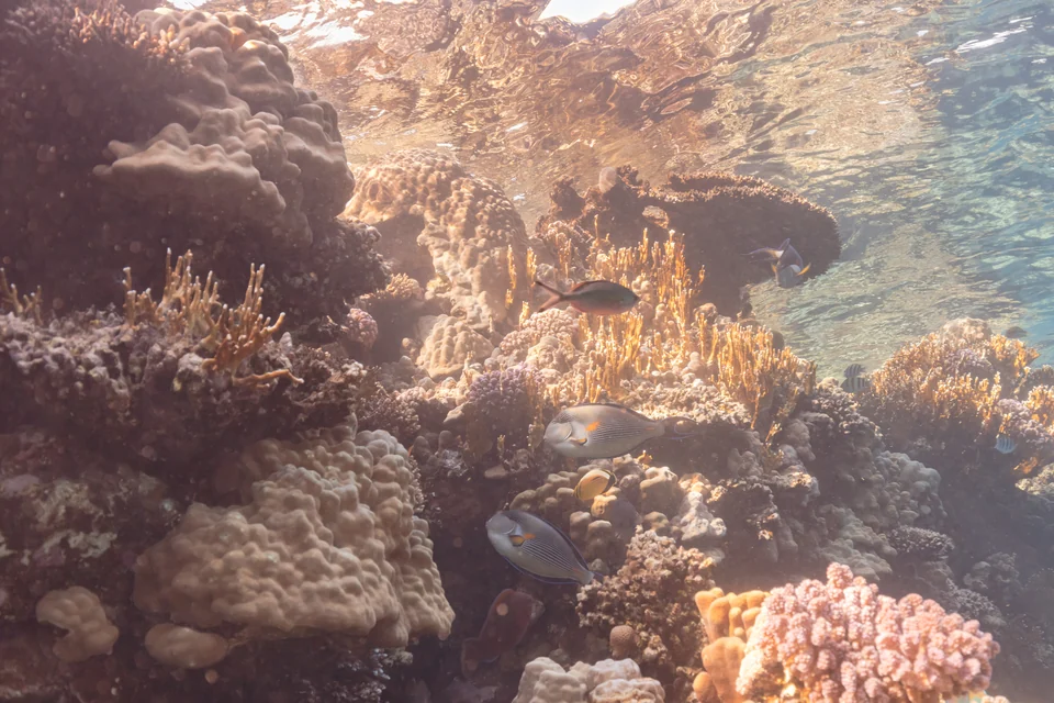 Destination landscape: Ras Mohammed & White Island